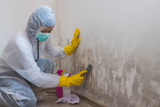 Best Asbestos and Lead Testing During Mold Inspection  in Banning, CA